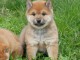 adorable chiot Shiba inu a donner 