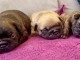 annonce chiot bouledogue fran&ccedil;ais disponible 