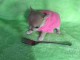 chiot type chihuahua femelle a donner 