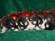 Dons chiot husky sib&eacute;rien adorable 