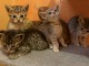 adorable chaton Savannah disponible 