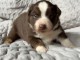 je donne chiot berger australien 