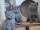 Chatons ch&acirc;treux disponible pour adoption 
