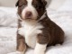 Magnifique chiot berger australien disponible 