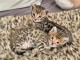 Adorable chaton Bengal disponible 