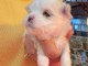 Je donne chiot bichon maltais disponible 
