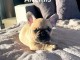 Je donne chiot bouledogue fran&ccedil;ais disponible 