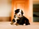 Chiot bouvier bernois a donner 