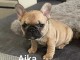 Magnifique chiot bouledogue fran&ccedil;ais disponible 