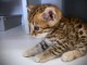 je donne chaton Bengal disponible 