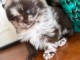 Magnifique chiot spitz nain 