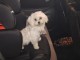 Je vends mon chiot bichon fris&eacute; 