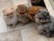 chiot spitz nain disponible pour adoption 