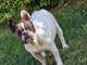 Chiot bouledogue fran&ccedil;ais &agrave; donner 