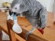 Perroquet gris du Gabon pour adoption 