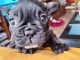 Magnifique chiot bouledogue fran&ccedil;ais &agrave; donner 