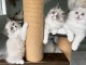 Chatons Ragdolls disponible &agrave; vendre 