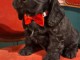 magnifique chiot cocker anglais disponible 