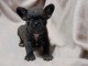 &agrave; adopter chiot bouledogue fran&ccedil;ais 