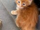 je donne mon chaton maine coon m&acirc;le 