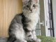 adorable chaton Maine coon femelle 