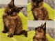 chaton Maine coon disponible 