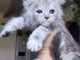 magnifique chaton maine coon 