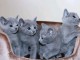 adoption chaton bleu russe m&acirc;le et femelle 