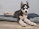 Chiot type husky sib&eacute;rien m&acirc;le a donner 