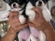 Magnifique chiot type chihuahua 
