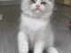 B&eacute;b&eacute; chaton ragdoll femelle a donner 