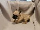 chiot bouledogue fran&ccedil;ais &agrave; donner 