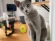 femelle Chat bleu russe 