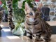disponible chaton Bengal m&acirc;le 