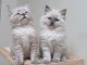 B&eacute;b&eacute; chaton ragdoll femelle et m&acirc;le 