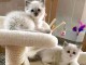 pour adoption chaton ragdoll 