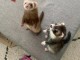 furets m&acirc;le et femelle disponible 
