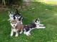 je donne sib&eacute;rien husky M&acirc;le et femelle 