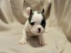 &agrave; adopter chiot bouledogue fran&ccedil;ais 