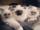 adoption chaton ragdoll femelle et m&acirc;le 