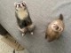 adorable furets m&acirc;le et femelle &agrave; donner 
