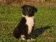 b&eacute;b&eacute; chiot berger australien disponible 