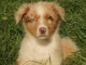 magnifique chiot berger australien &agrave; r&eacute;server 