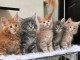 Dons chaton maine coon 