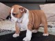 chiot bulldog anglais m&acirc;le a donner 