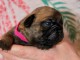 &Agrave; adopter un chien bulldog fran&ccedil;ais 