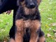 Annonce chiot berger allemand 