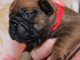 Je donne chiot bouledogue fran&ccedil;ais disponible 
