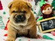 Magnifique chiot chow chow disponible 