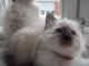 magnifique chaton ragdoll disponible 